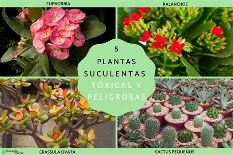 ¿cactus Tóxicos ¡identifica Los Venenosos Ahora