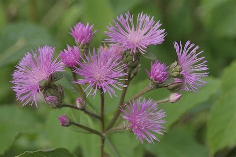 Premium Photo | Vernonia cinerea Less flowers