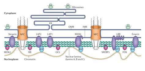 File:Structure and function of the nuclear lamina.jpg - Wikimedia Commons