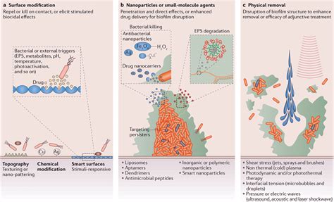 Potential Biofilmtargeting Strategies A Surface Modification B Use