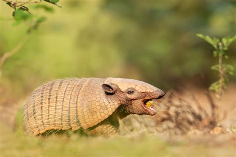 What Do Armadillos Eat Interesting Animal Facts