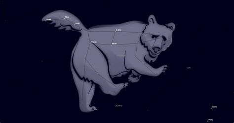 Ursa Major Bear