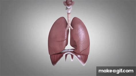 Basics Of Ventilation Mechanics Of Breathing Bmj Learning On Make A