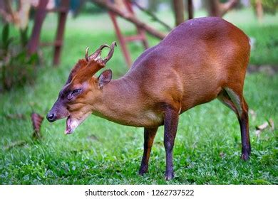 596 Indian muntjac Images, Stock Photos & Vectors | Shutterstock