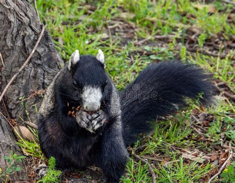 Black and White Fox Squirrel Stock Image - Image of black, coastal ...