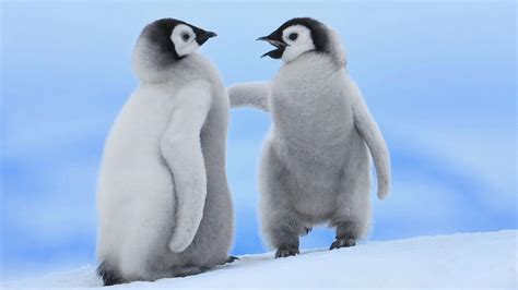 Baby Penguin Wallpapers - Top Free Baby Penguin Backgrounds ...