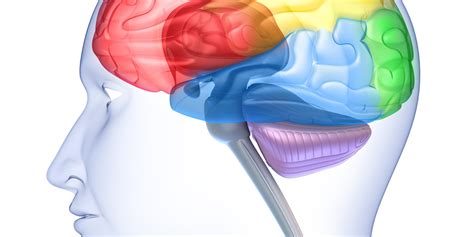 065 The Anatomy and Functions of the Frontal Lobe - Interactive Biology ...