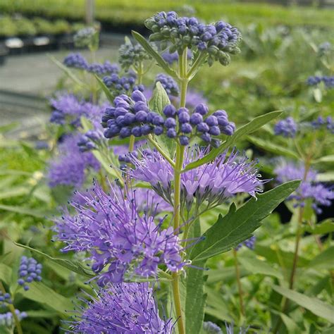 Dark Knight Bluebeard, Caryopteris | American Meadows