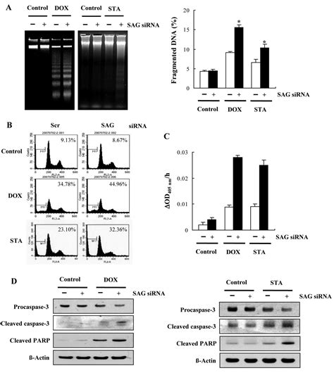 Rna Interference Targeting Sensitive To Apoptosis Gene Potentiates