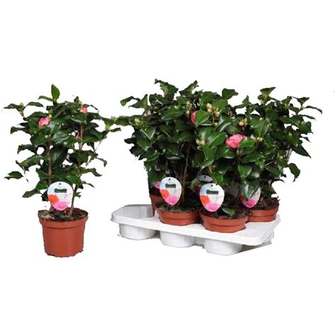 Japanische Kamelie Camellia japonica Dr King Topf Ø 17 cm kaufen bei OBI