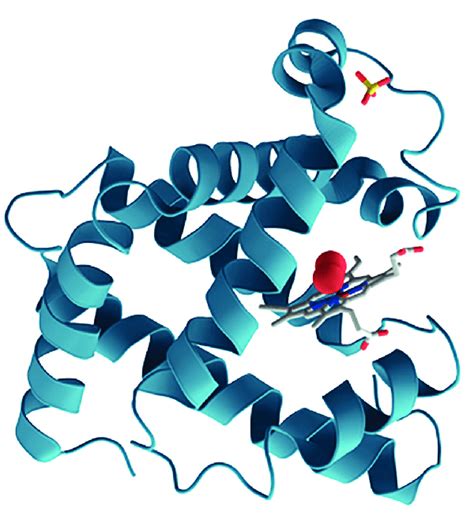 Structure of myoglobin. | Download Scientific Diagram