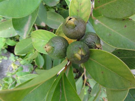 Myrtaceae Psidium Guineense Brazilian Guava Jardim Da P Flickr