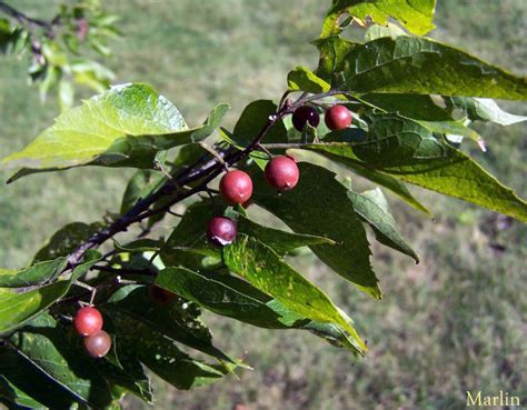 Sugarberry - Celtis laevigata - North American Insects & Spiders