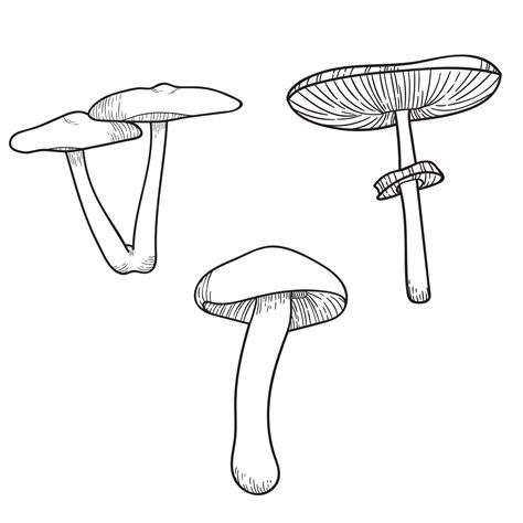 Premium Vector | Line art vector mushroom illustration set