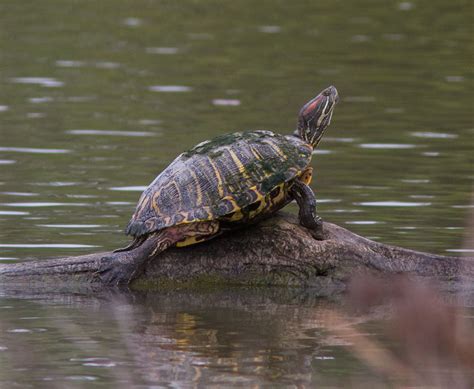 Freshwater Turtles: Misconceptions and Commercial Collection