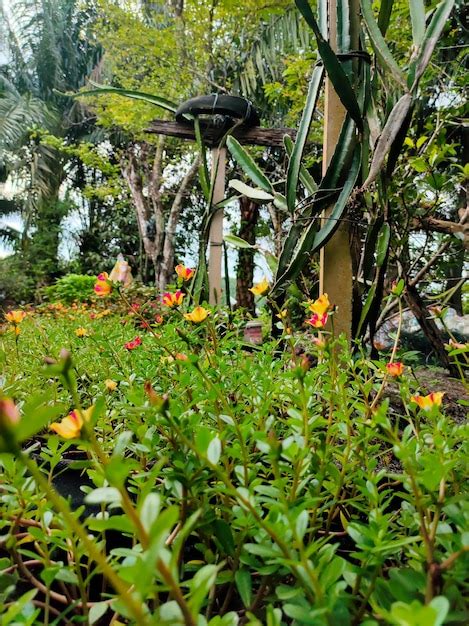 Premium Photo Beautiful Flowers Planted In The Yard Colorful Flower