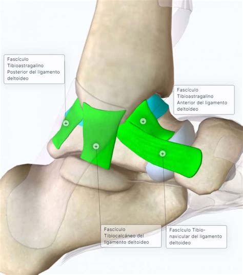 Articulaci N Del Tobillo Curso Anatom A Paradigmia