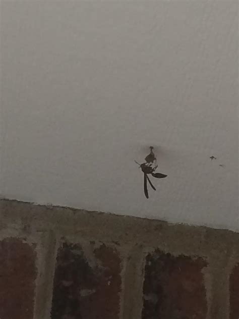Is this an aggressive wasp or can I leave it be? (in North Texas) : r
