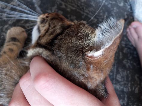 what is this hole in my cats ear : r/cats