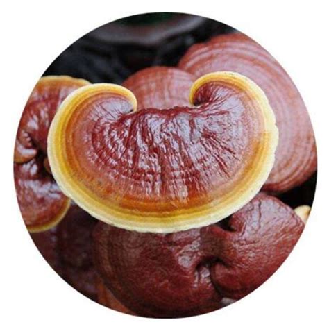 Super Renshi Mushroom Extract Ganoderma Lucidum Health Care Supplement