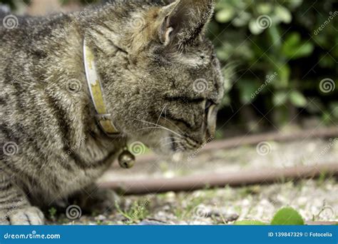 Cat with rattle stock image. Image of alone, brown, face - 139847329
