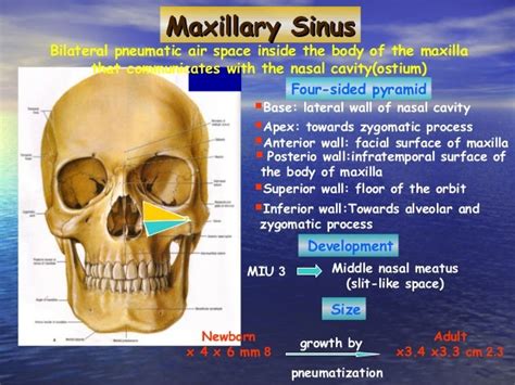 Lateral Wall Of Maxillary Sinus