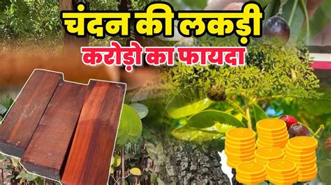 cathana ka khata sa lkha ka manafa kamana ka aasana taraka sandalwood tree