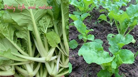 Taiwanese Bok Choy Care Taiwanese Bok Choy Growing On The Ground