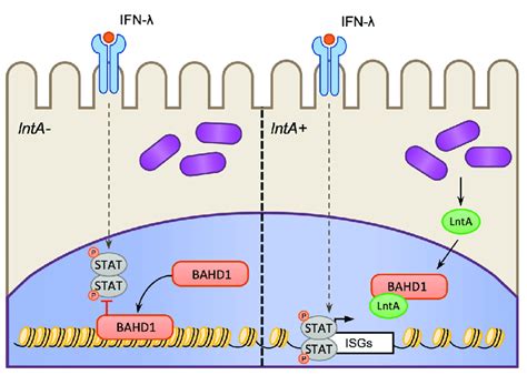 Regulation Of Host Gene Expression Via LntA Targeting Of Host BAHD1