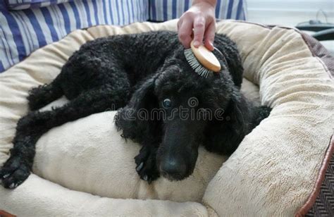 Un Caniche Standard De Race Noire Dans Une Maison Faisant Glisser Avec