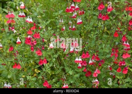 Salvia Hot Lips Salvia Microphylla Hot Lips A Bushy Ornamental Sage Displaying Red And