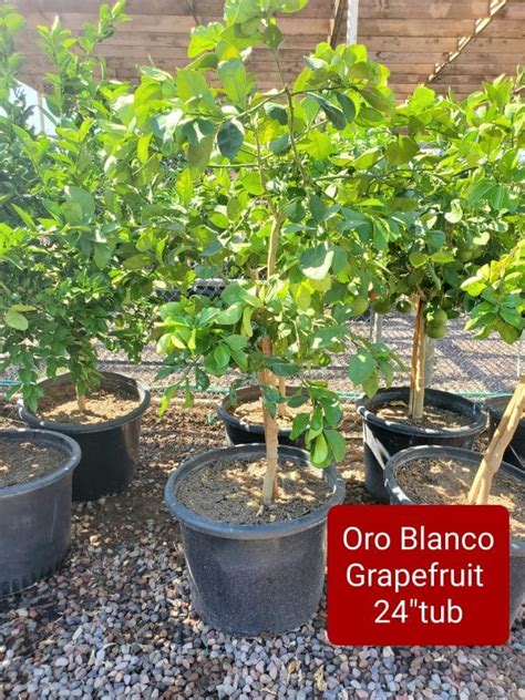 ORO BLANCO GRAPEFRUIT (Citrus Grapefruit 'Oro Blanco') - Treeland Nurseries