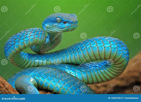 Blue Viper Snake Closeup Face Head Of Viper Snake Stock Image Image