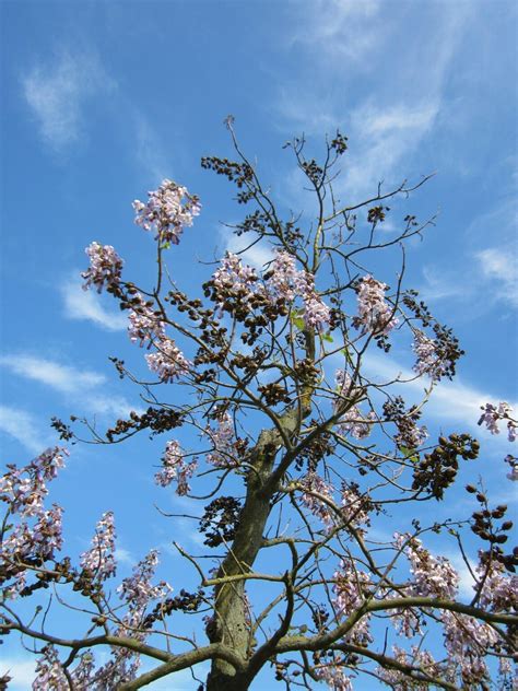 Paulownia: Quickly learn about this Beautiful, Fast-Growing and ...