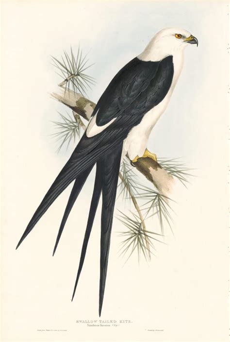 Gould Birds Of Europe Pl Swallow Tailed Kite By Oppenheimer