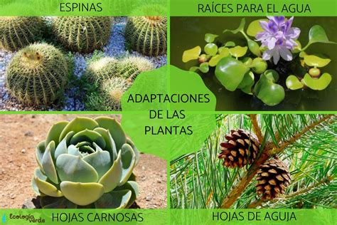 Adaptaciones De Las Plantas Tipo Ejemplos Y Fotos Resumen