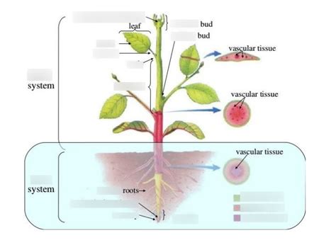 Chapter 21: Plant Form and Function (Principles of Biology) Diagram ...