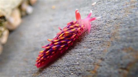 Rare 'Technicolor' Rainbow Sea Slug Found in England | Smithsonian