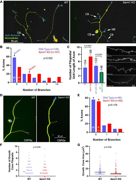 Frontiers Sarm Suppresses Axon Branching Through Attenuation Of