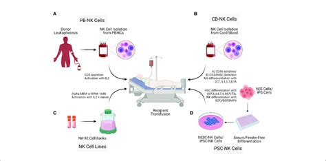 Sources Of Natural Killer Cells For Immunotherapy Nk Cells For Cell