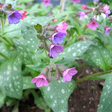 Медуница сахарная "Smokey Blue". Pulmonaria saccharata "Smokey Blue ...