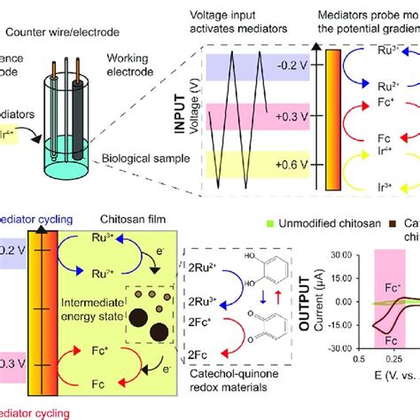 PDF Redox Electrochemistry To Interrogate And Control Biomolecular