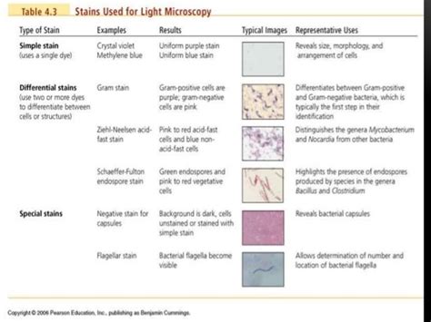 3rd lab spore stain