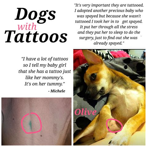 Can You Tattoo Your Dog