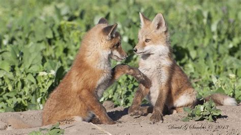 Red Fox Pups | Red Fox Pups at Play | Fox pups, Fox, Red fox