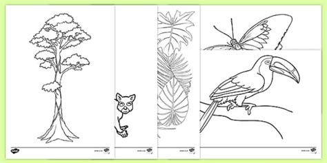 Rainforest Themed Colouring Sheets Teacher Made Twinkl