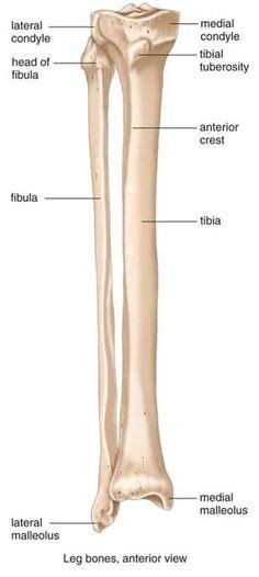 Diagram Tibia Fibula Bone Diagram Mydiagram Online