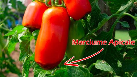 Marciume Apicale Del Pomodoro Dario L Agrario