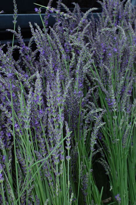 History of Lavender - sunshine lavender farm