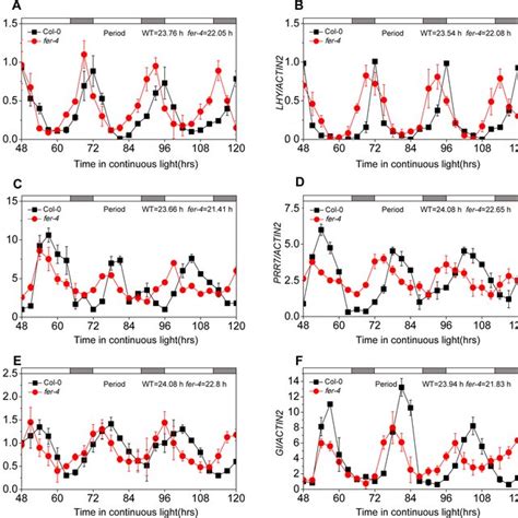 Fer Mutation Affects The Expression Patterns Of The Clock Genes The